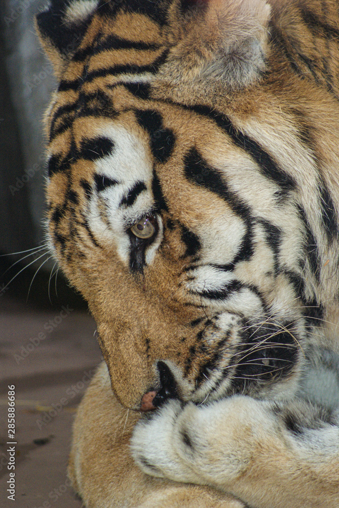 Obraz premium SONY DSC