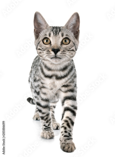 bengal cat in studio