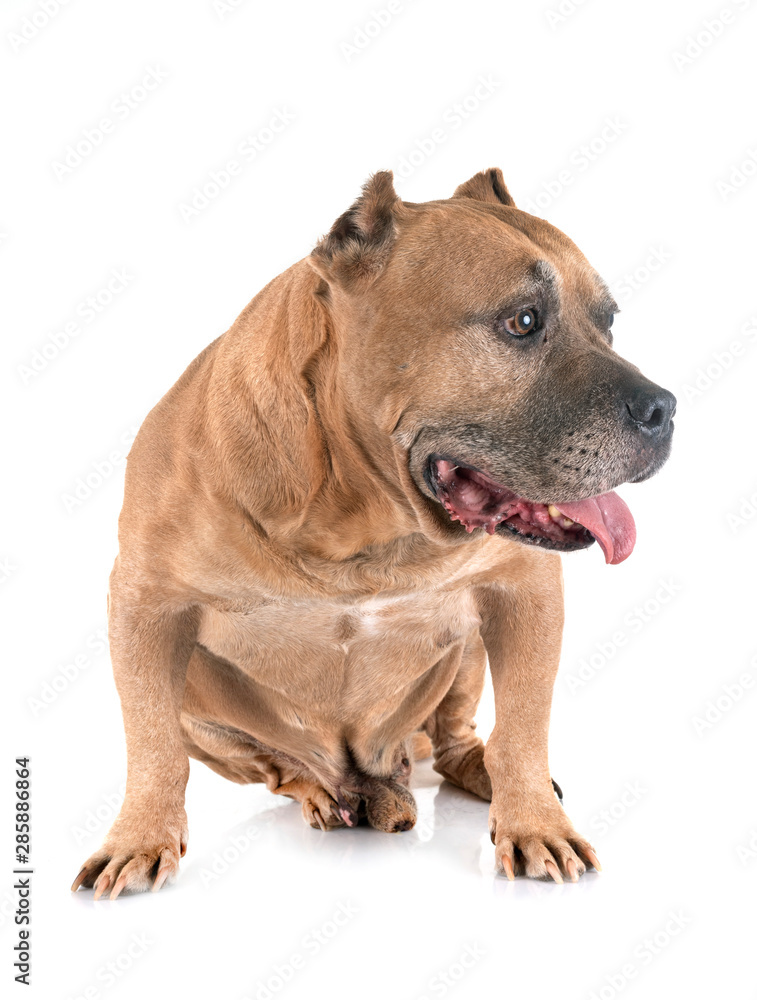 old american staffordshire terrier