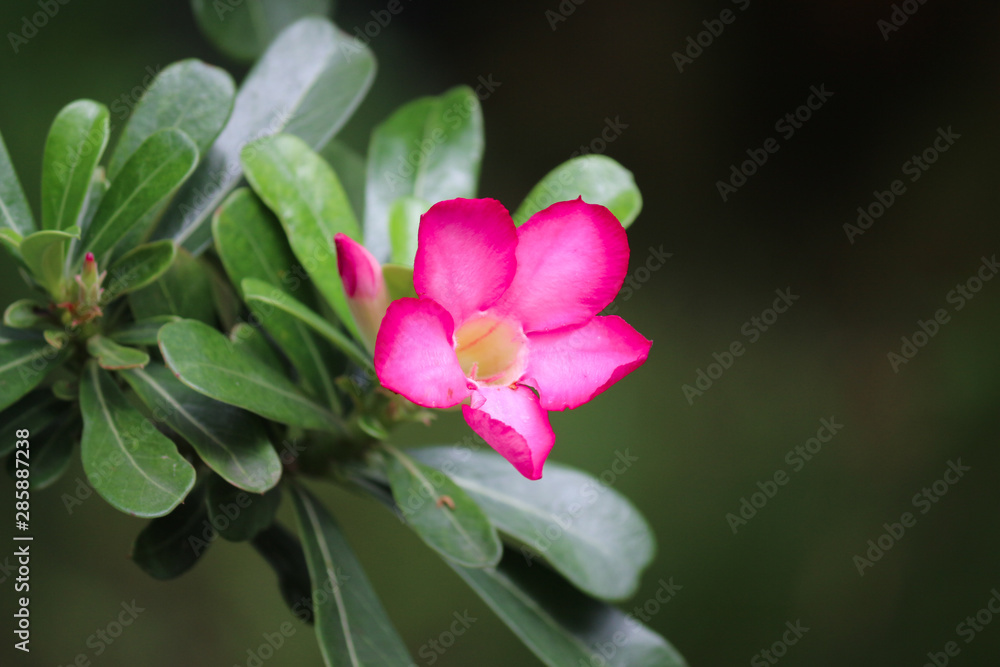Obraz premium Impala lily