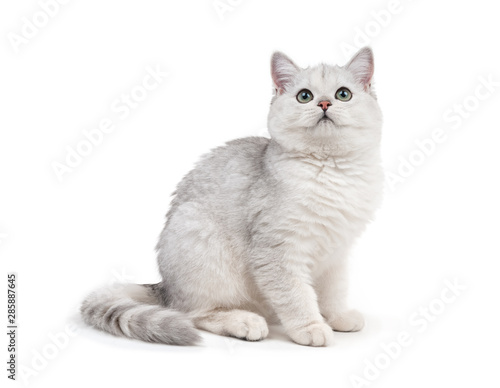 Fotografie, Obraz British cat on white background