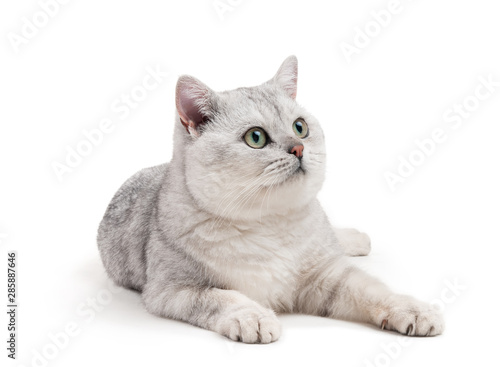 Tablou canvas British cat on white background