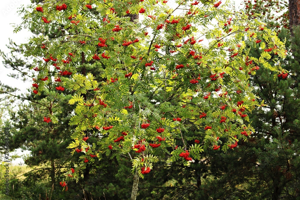 Red, juicy berries on the branches of Sorbus aucuparia on a sunny summer day