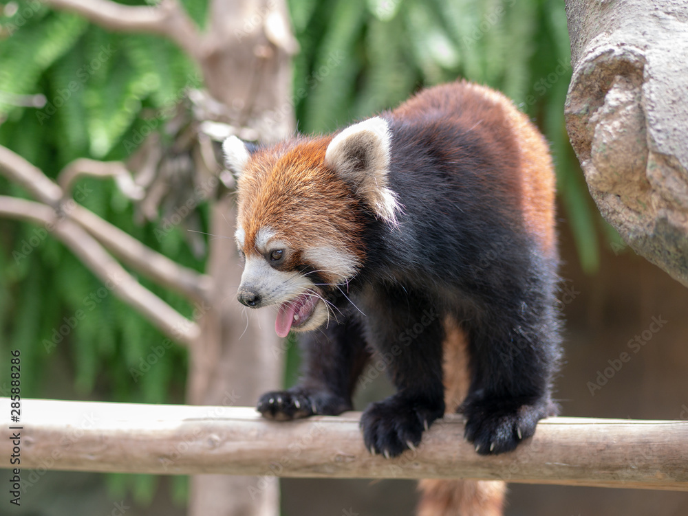 Obraz premium Cute red panda living in the forest
