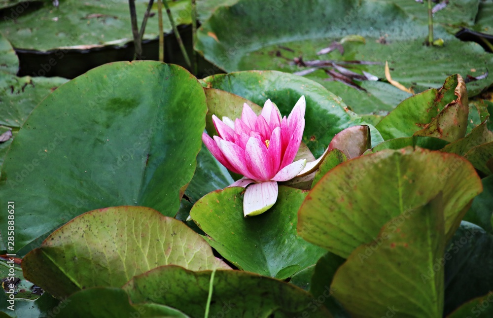 Unusual and very beautiful Nymphaea flowers on the surface of the pond