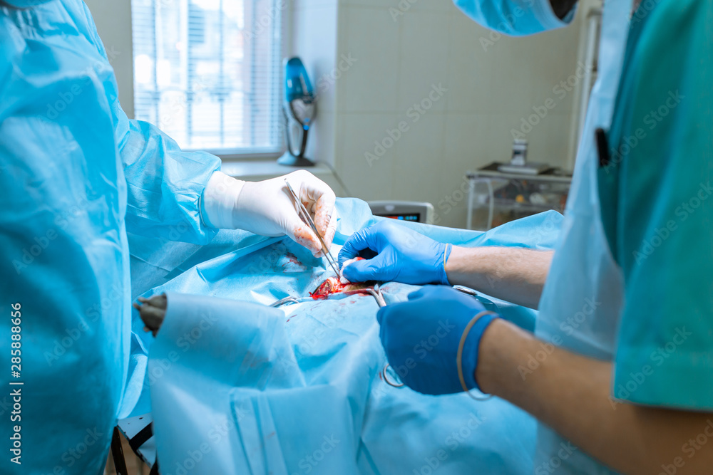 Dog sterilization surgery. Surgeons at work in vet clinic Dog sterilization surgery. Surgeons at work in vet clinic