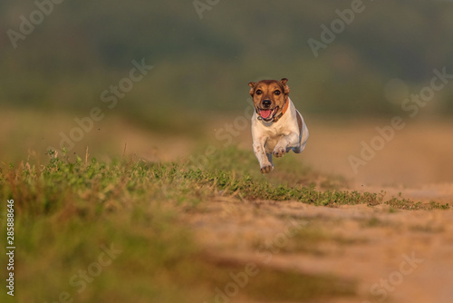 Jack Russell Terrier runs fast. © shymar27