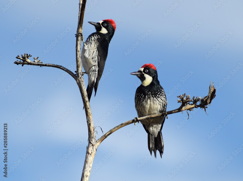 Two Acorn woodpeckers on branches with sky background, melanerpes formicivorus Two Acorn woodpeckers on branches with sky background, melanerpes formicivorus