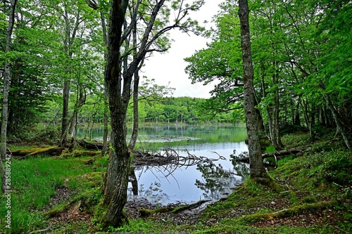 遊歩道から見た知床五湖の情景＠北海道