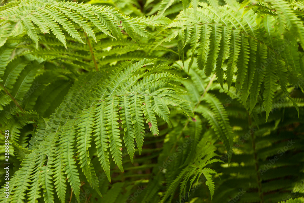 green fern in the forest
