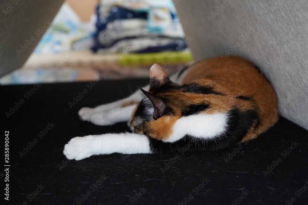 Obraz premium 三毛猫