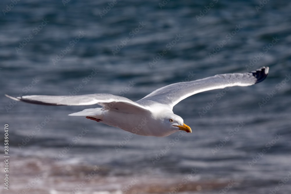 Common Gull (Larus canus) at Chanonry Point in Scotland Common Gull (Larus canus) at Chanonry Point in Scotland