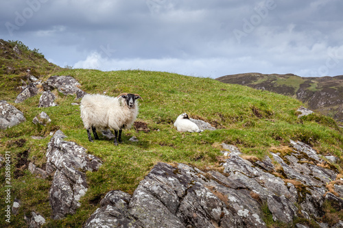 Valokuvatapetti Scottish Blackface ewe and lamb on a hillside near Loch Morar