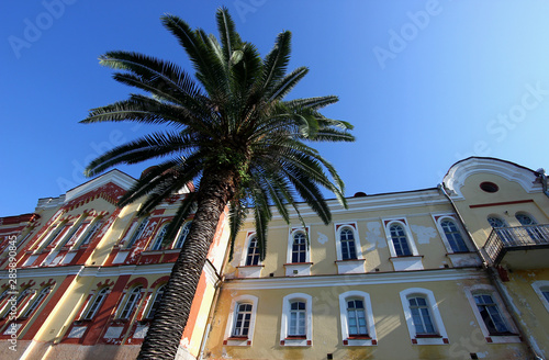 high palm tree on the background of a beautiful building and blue sky © albert