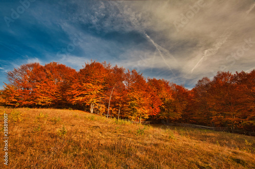 The mountain autumn landscape with colorful forest. Carpatian mountains, transilvania.