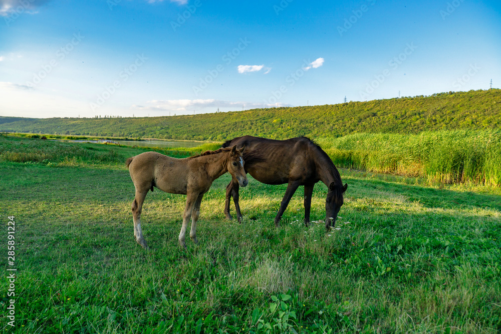 Foal with a mare on a summer pasture Foal with a mare on a summer pasture