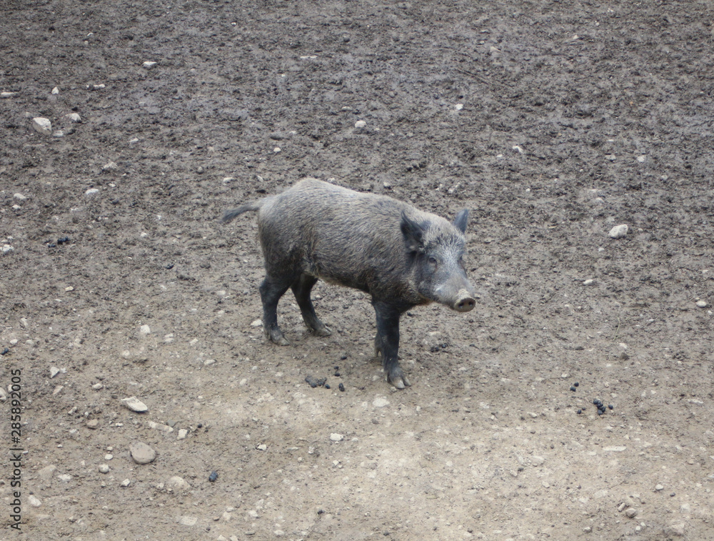 wild boar in the natural environment wild boar in the natural environment