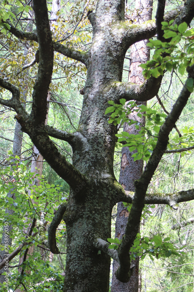 natural landscape reserve in the Ukrainian Carpathians natural landscape reserve in the Ukrainian Carpathians
