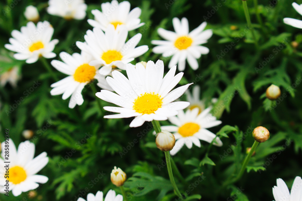 daisies in the garden daisies in the garden