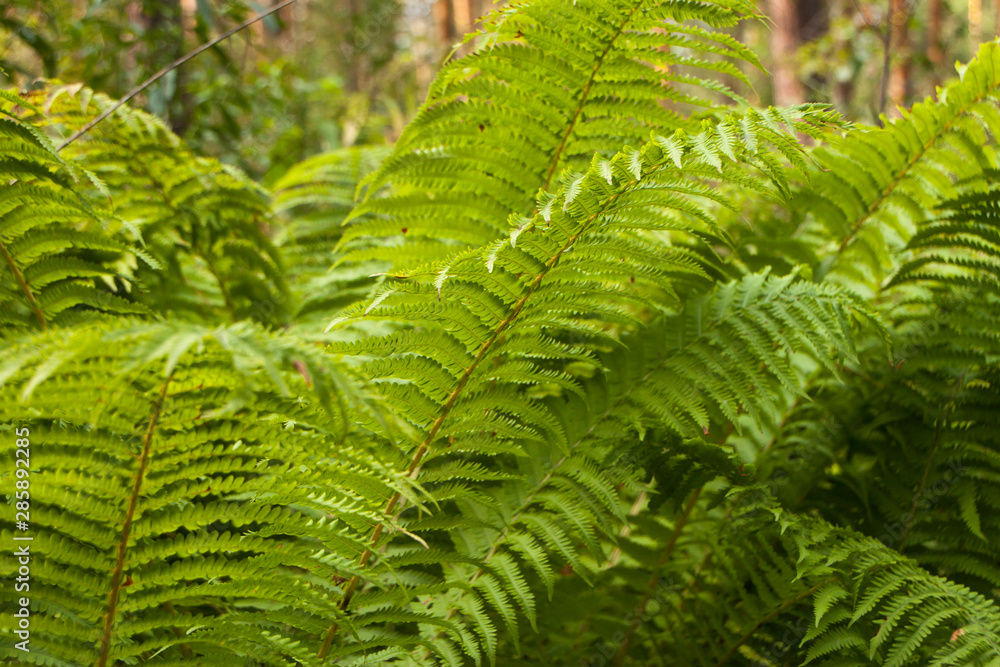 green ferns in the forest green ferns in the forest