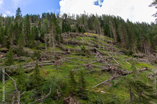 Bosco abbattuto dalla tempesta vaia