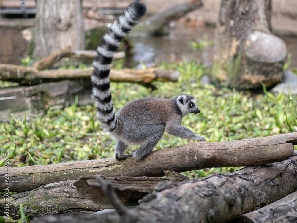Fototapeta premium Cute ring-tailed lemurs relaxing in the forest