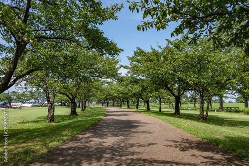 日曜日の都市公園