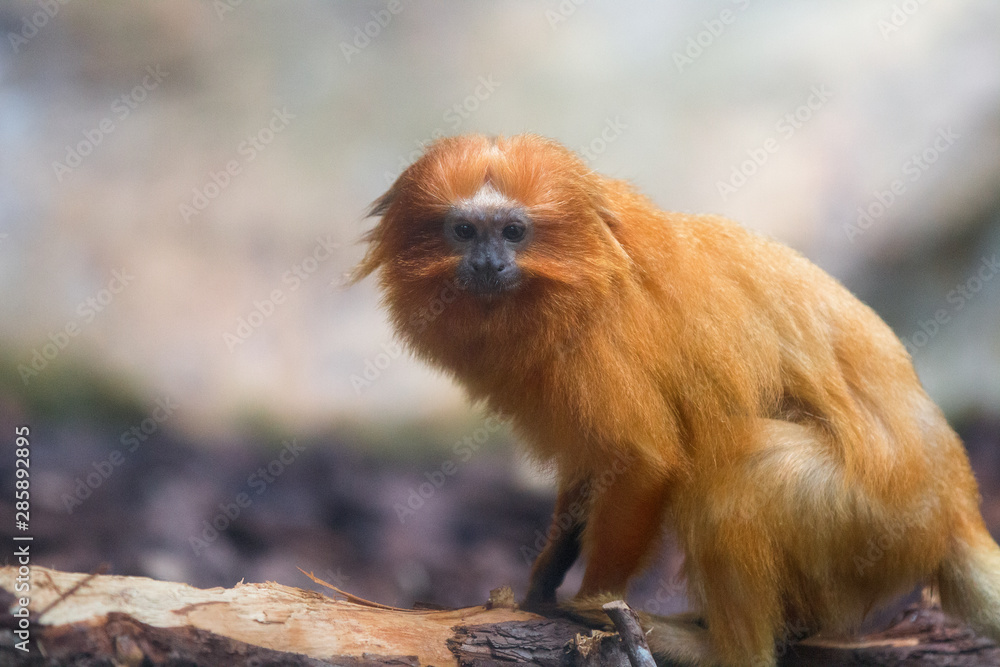 Golden Lion Tamarin (Goldene Löwenäffchen, Goldgelbes Löwenäffchen, Leontopithecus rosalia) Golden Lion Tamarin (Goldene Löwenäffchen, Goldgelbes Löwenäffchen, Leontopithecus rosalia)
