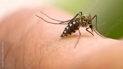 Aedes aegypti Mosquito. Close up a Mosquito sucking human blood,Mosquito Vector-borne diseases,Chikungunya.Dengue fever.Rift Valley fever.Yellow fever.Zika.Mosquito on skin