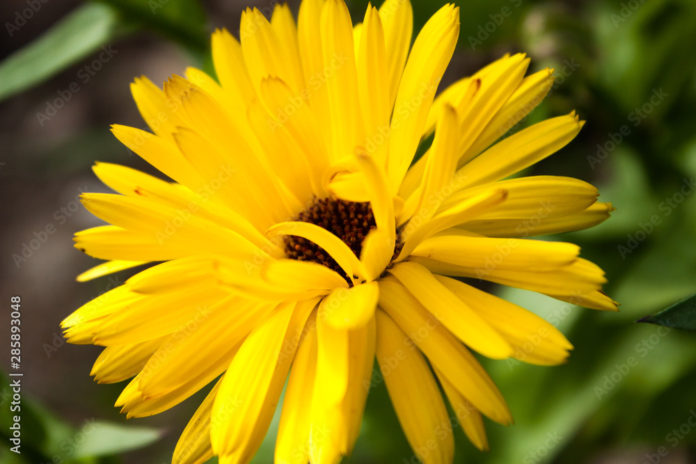 yellow flowers of calendula officinalis on green leaf background, selective focus, easy blur yellow flowers of calendula officinalis on green leaf background, selective focus, easy blur