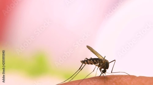 Aedes aegypti Mosquito. Close up a Mosquito sucking human blood,Mosquito Vector-borne diseases,Chikungunya.Dengue fever.Rift Valley fever.Yellow fever.Zika.Mosquito on skin