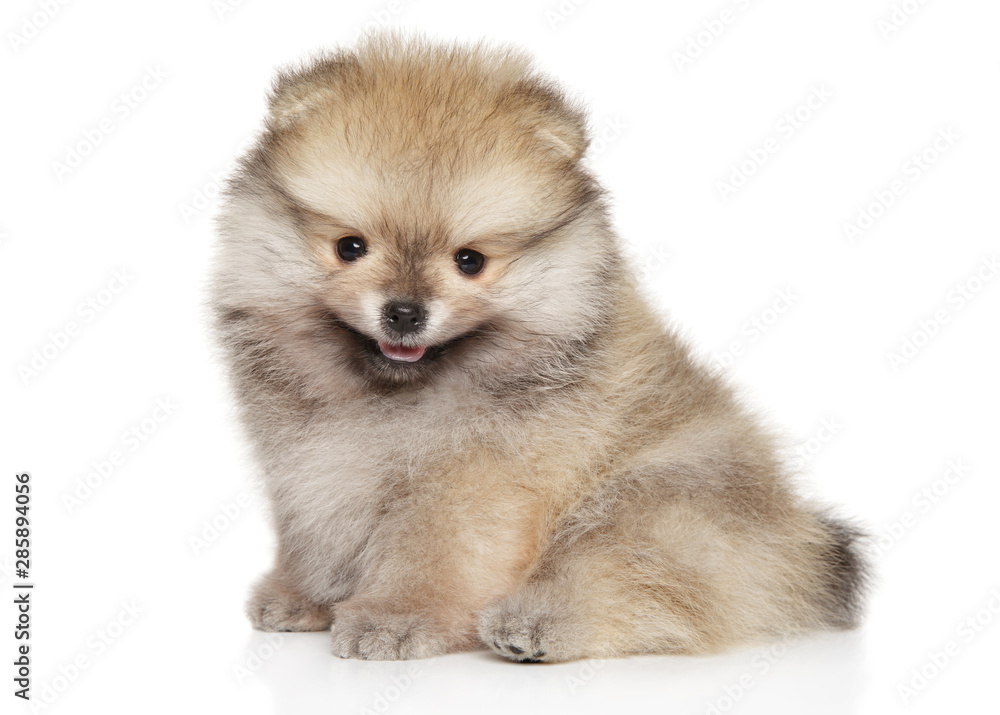 Happy Pomeranian Spitz puppy on white background Happy Pomeranian Spitz puppy on white background