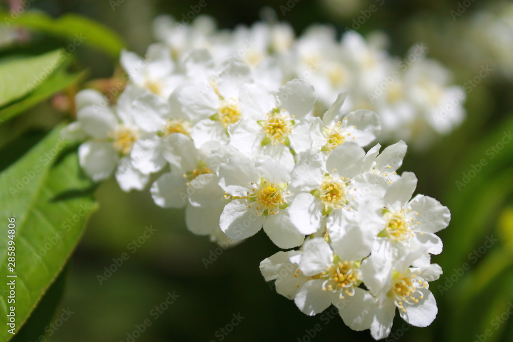 closeup of bird cherry flowers tree. Bird cherry closeup.