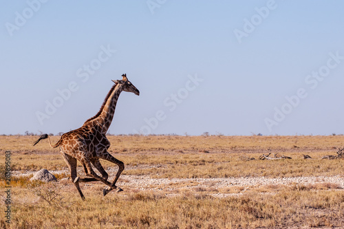 Fototapeta Naklejka Na Ścianę i Meble -  A galloping Giraffe - Giraffa Camelopardalis- on the plains of Etosha National Park, Namibia.