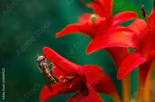 Close-up of marmalade hoverfly (female, Syrphidae - episyrphus balteatus) on the red flower of the Montbretia (Crocosmia lucifer) photo