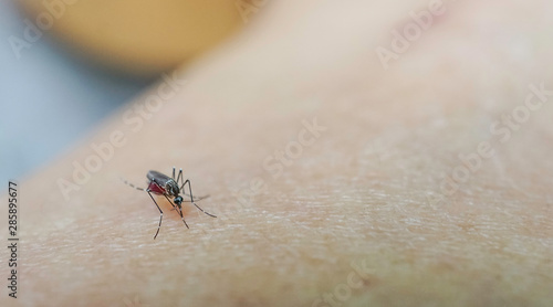 Mosquito sucking blood on human skin cause sick, Malaria,Dengue,Chikungunya,Mayaro fever,Dangerous Zica virus