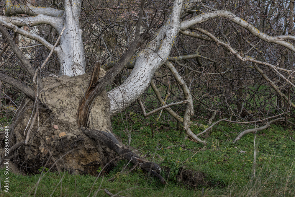 entwurzelter baum in der natur entwurzelter baum in der natur