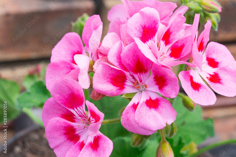 Fototapeta premium Géranium