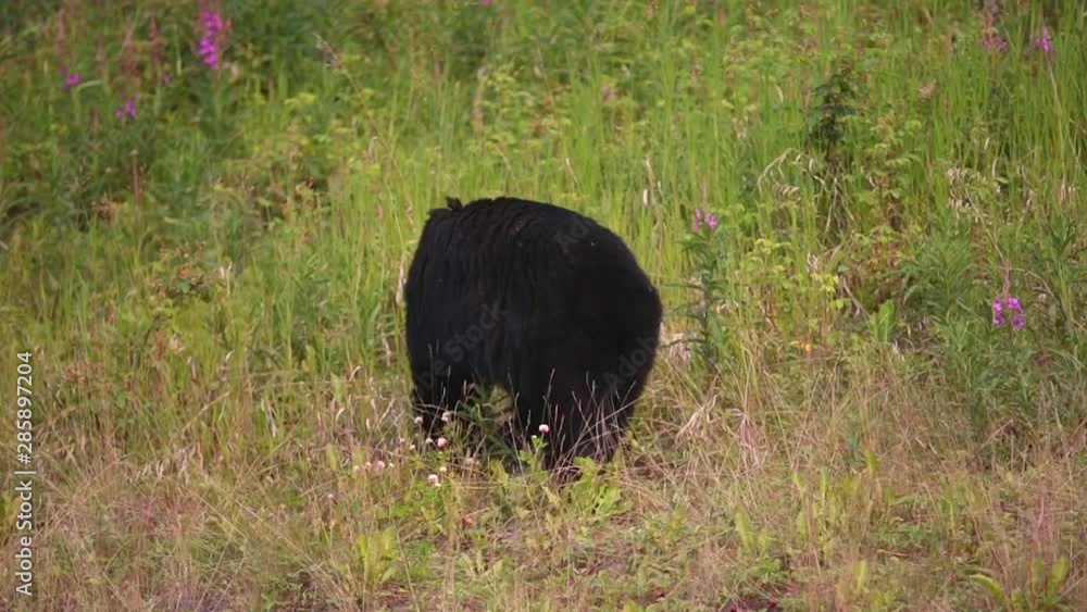 Black bear Black bear