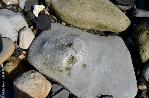 Fossils on the Jurassic coast beach at Lyme Regis