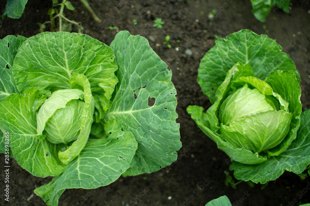 Fototapeta premium Head of white cabbage in the garden.