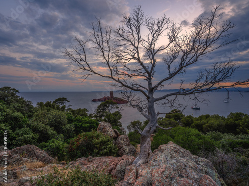 The dead tree at the cliffDer tote Baum auf an der Klippe