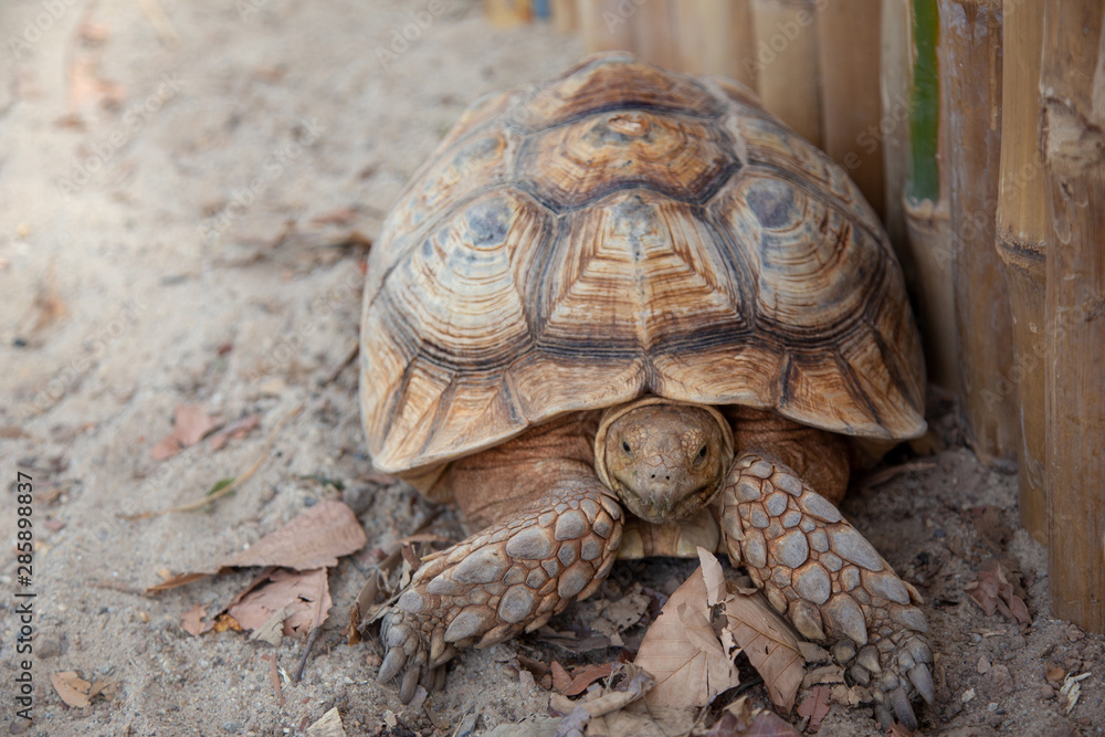 giant brown turtle zoology on sand cage outdoor giant brown turtle zoology on sand cage outdoor