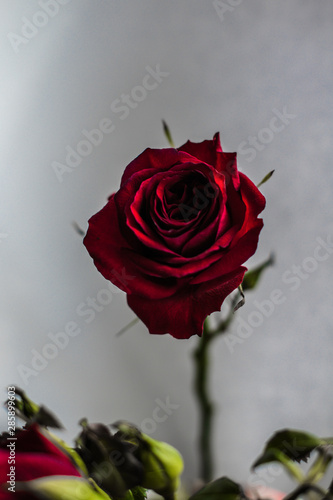 Fototapeta Naklejka Na Ścianę i Meble -  Róża
