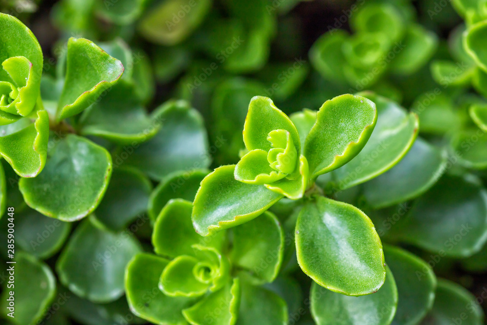 Green succulent plants close up Green succulent plants close up