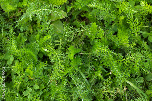 Wild green grass close up  natural herbal background.