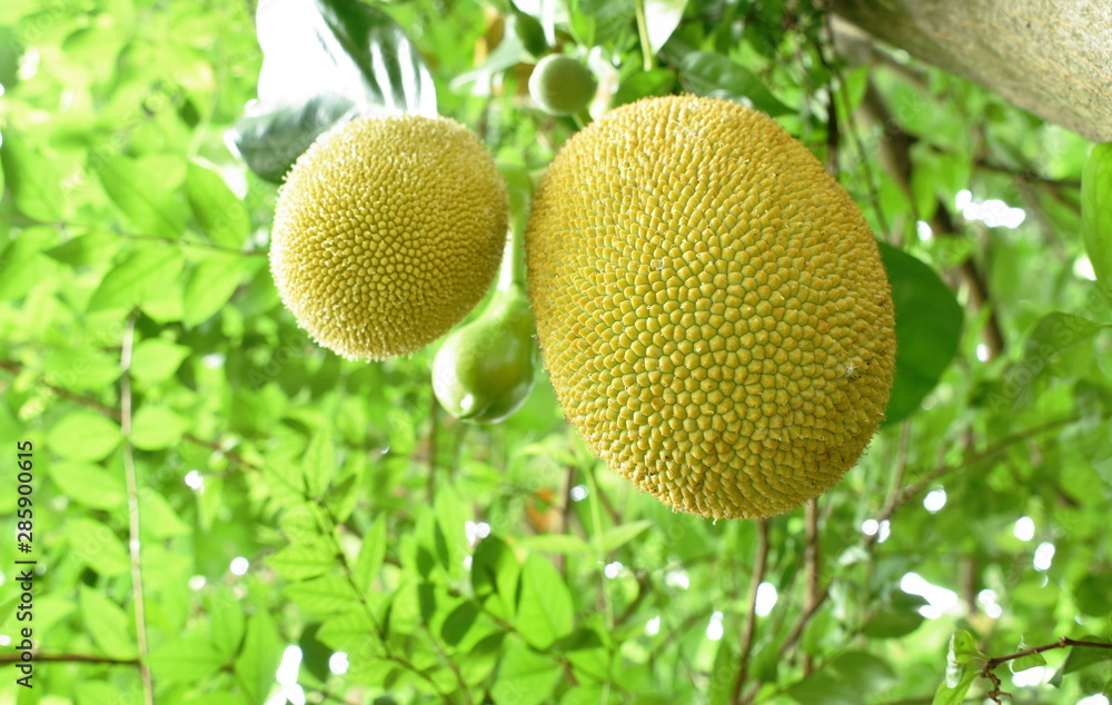jack fruit growing hanging from branch on tree in farm jack fruit growing hanging from branch on tree in farm