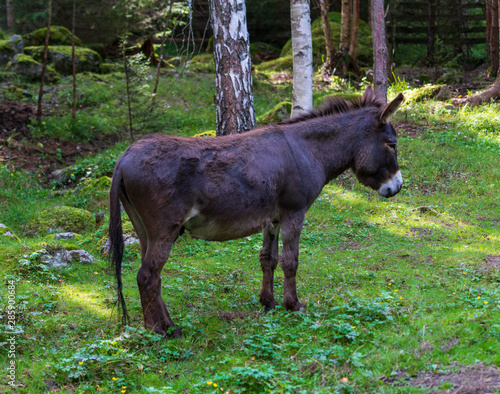 Fototapeta Naklejka Na Ścianę i Meble -  Osioł, osiołek