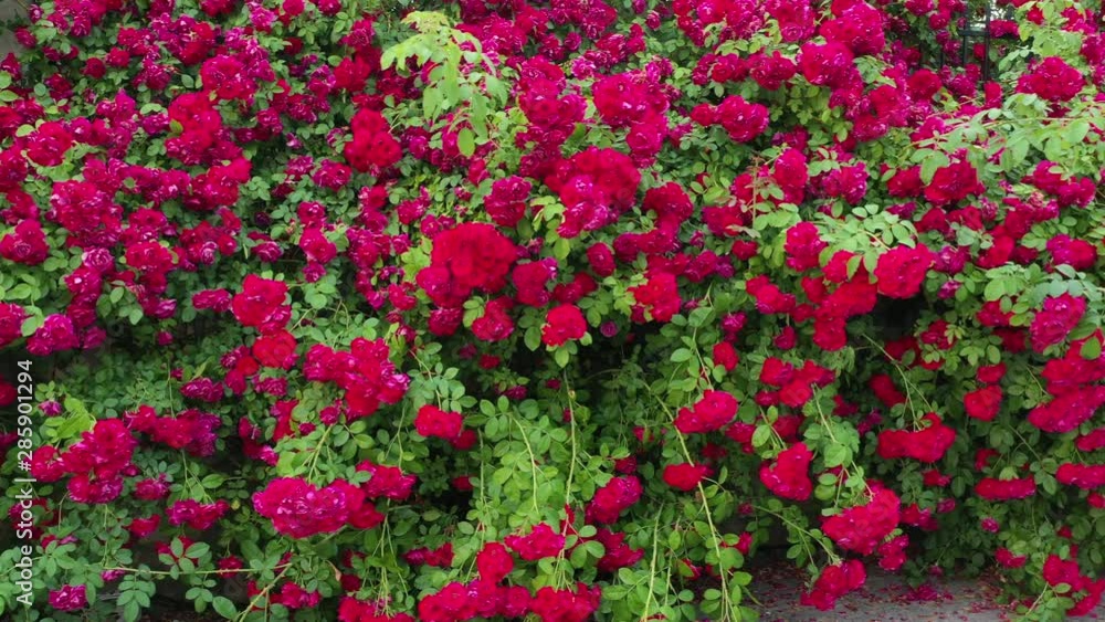 Red rose fence. Movement to the side. Trash can and wicket. Red rose fence. Movement to the side. Trash can and wicket.