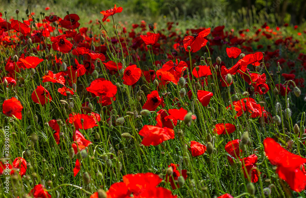 Poppies announcing the spring